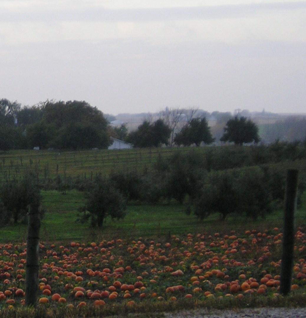Pumpkin Patch @ the Apple Orchard